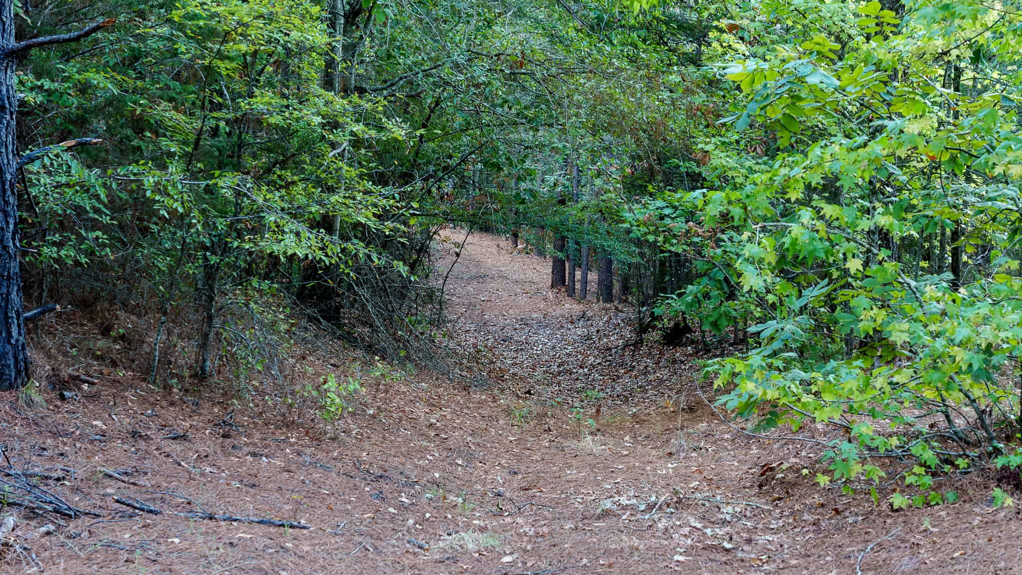 Tyler Texas Hunting Property for Sale 141 ± Acres East of Dallas