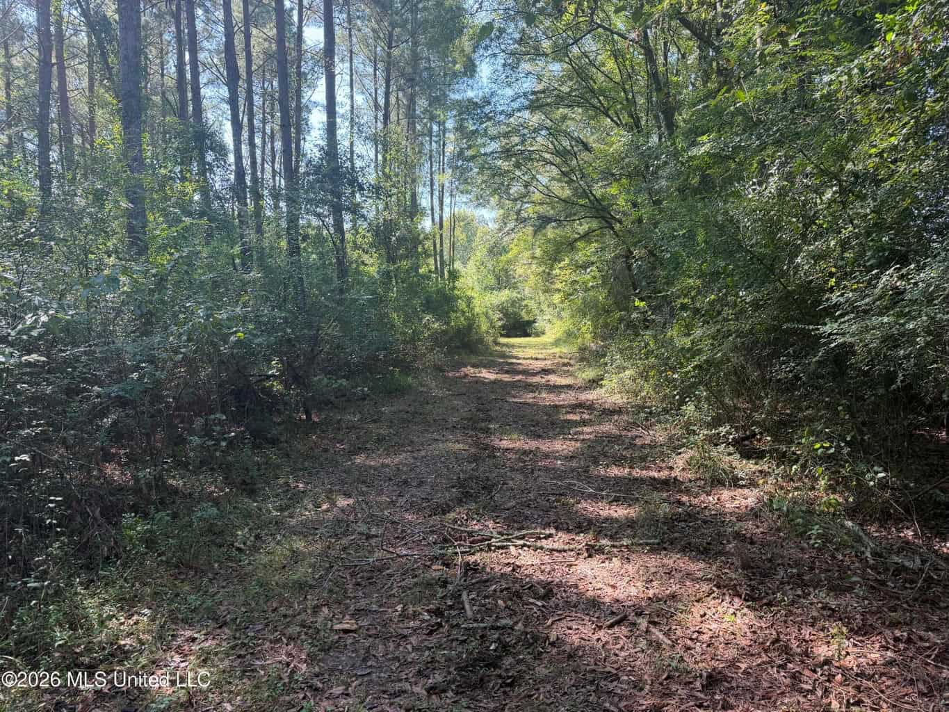 76 Acres of Hunting Land in Raleigh, MS, Smith County