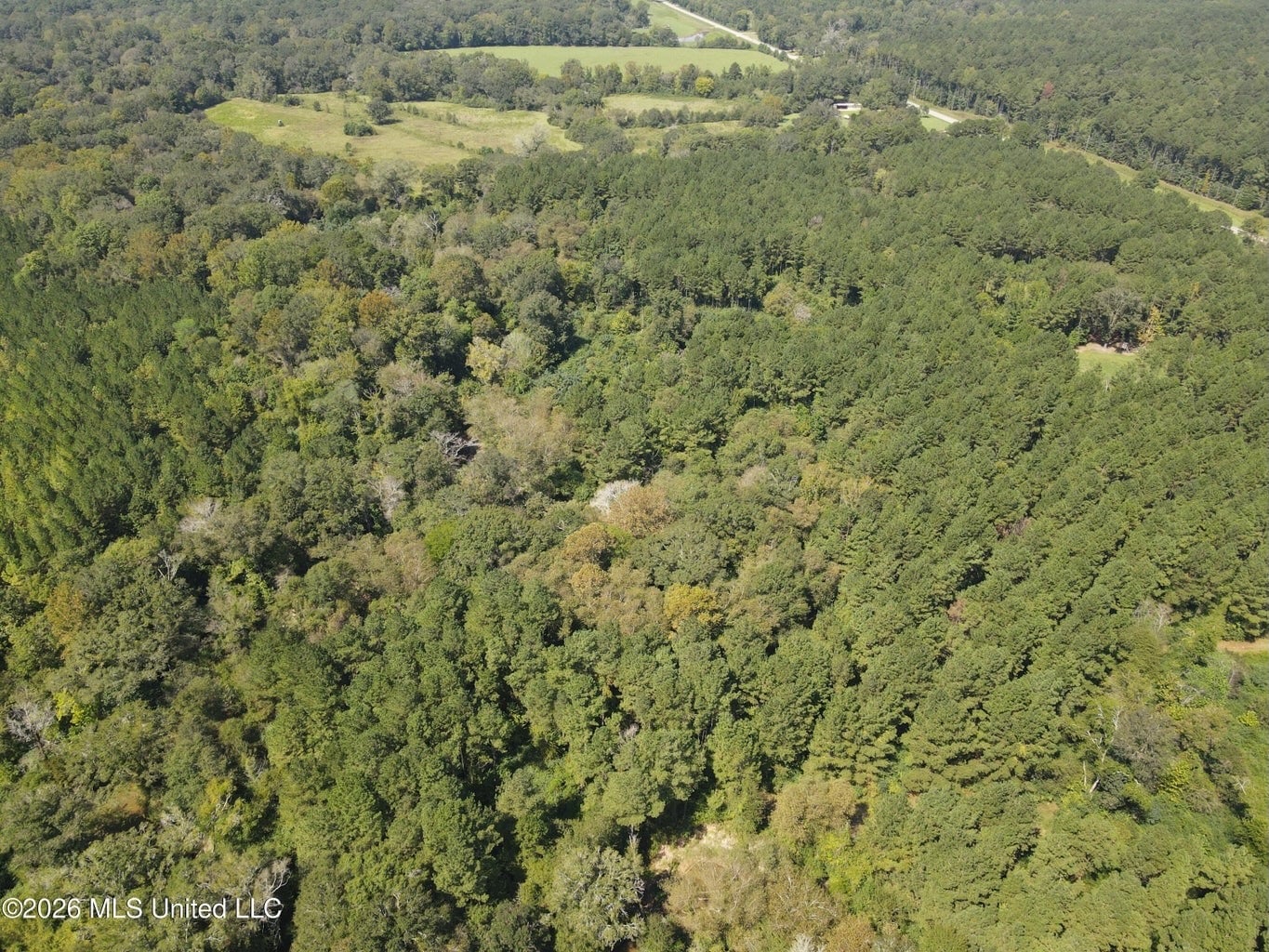 52 Acres Hunting & Timberland in Raleigh, MS