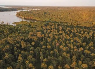 Lake D’Arbonne Land for Sale