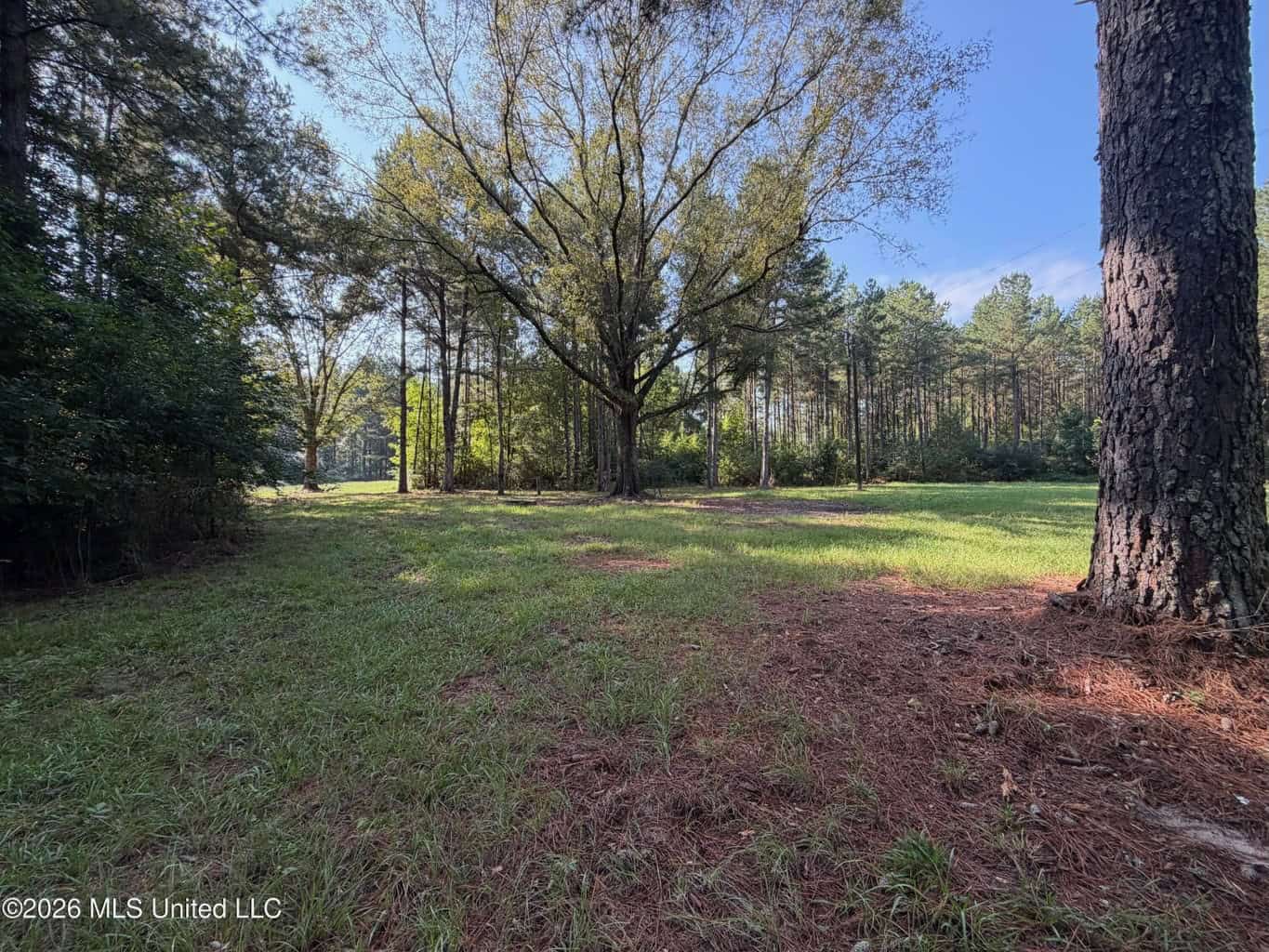 52 Acres Hunting & Timberland in Raleigh, MS