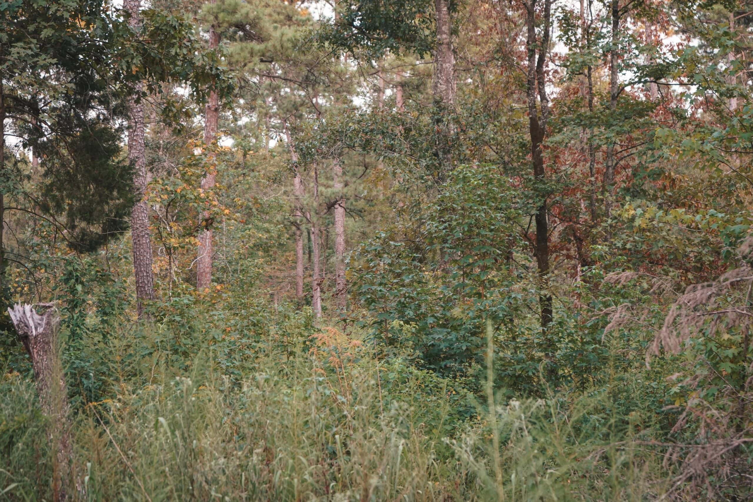 Affordable Union Parish Land for Sale