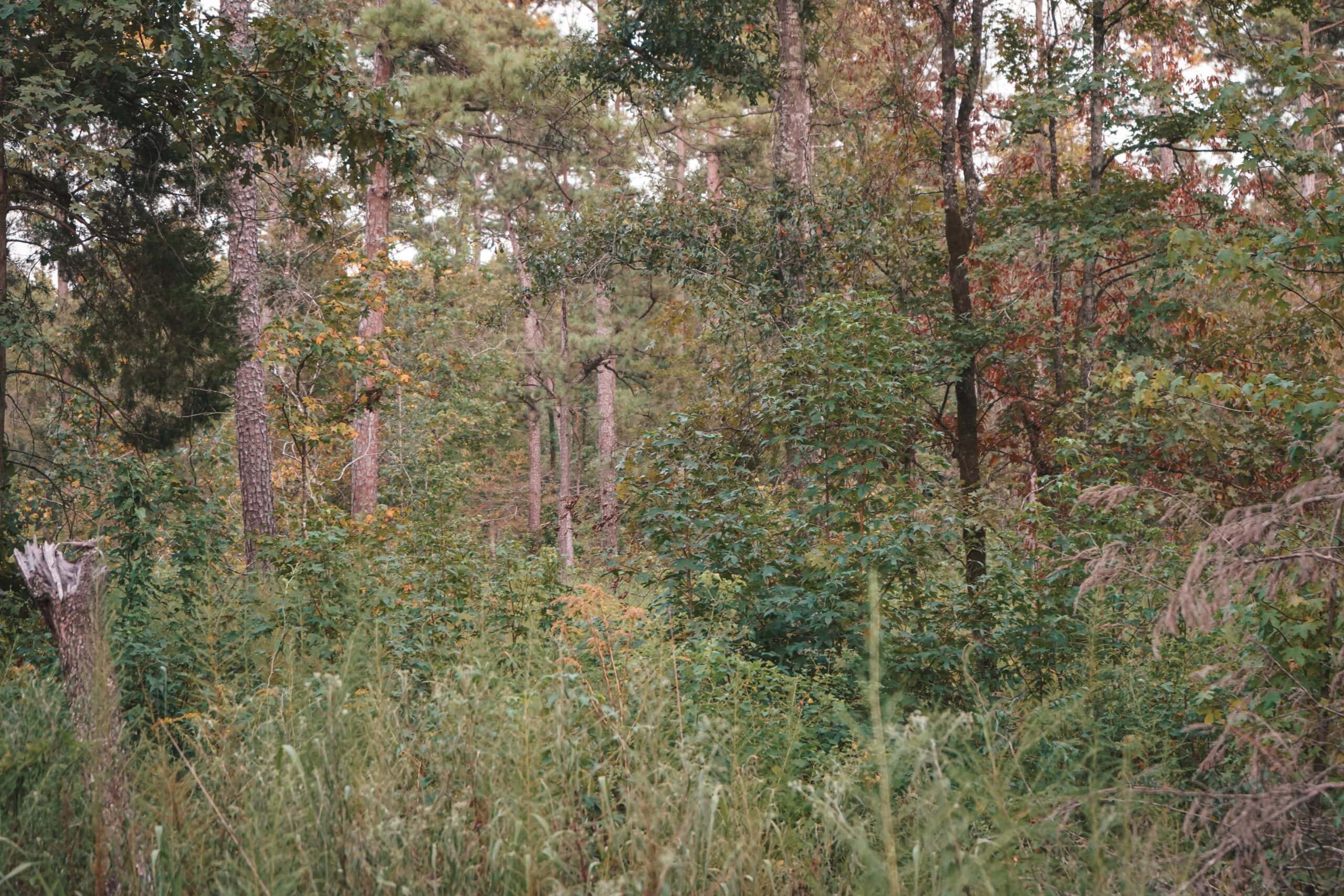 Affordable Union Parish Land for Sale