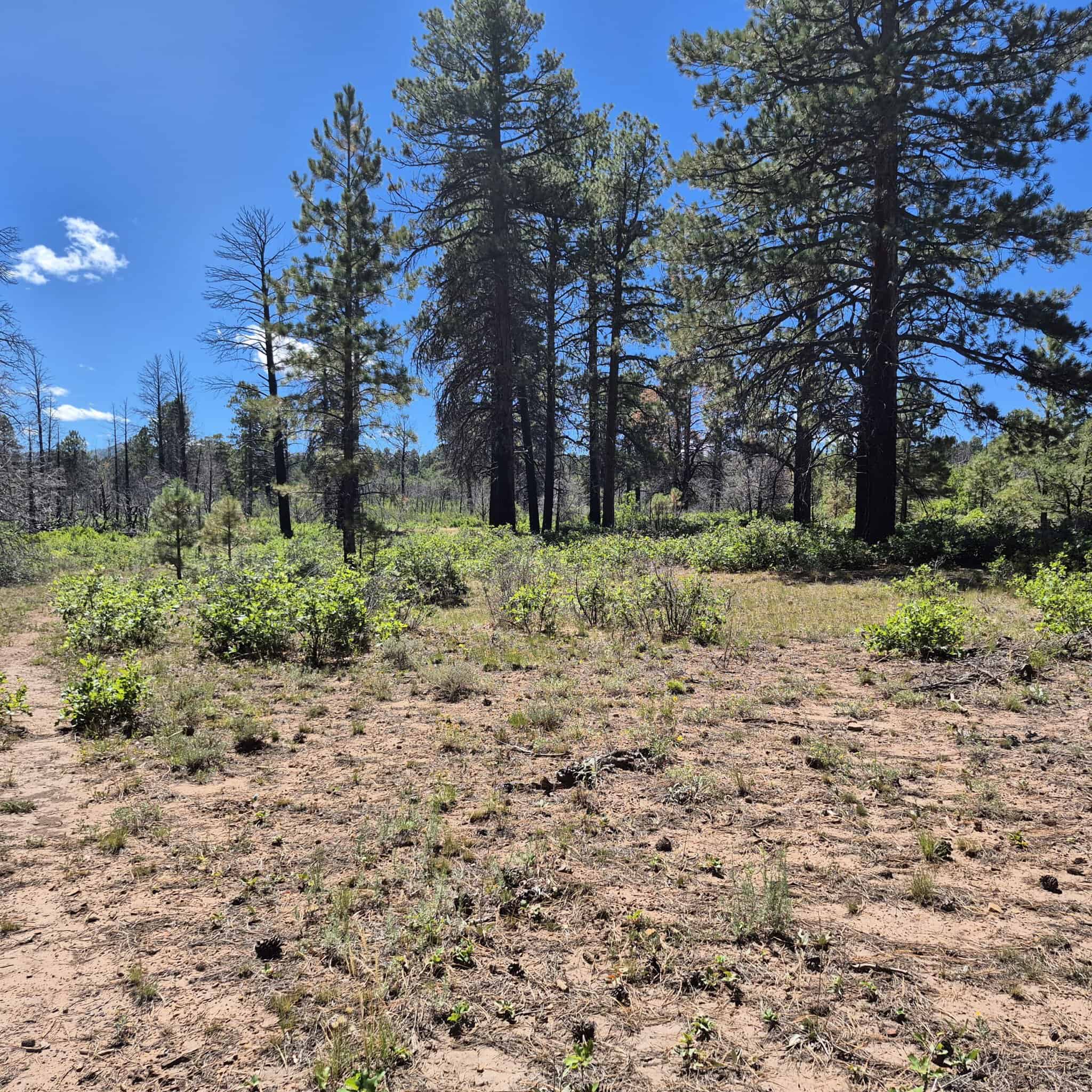 Colorado Hunting Land For Sale