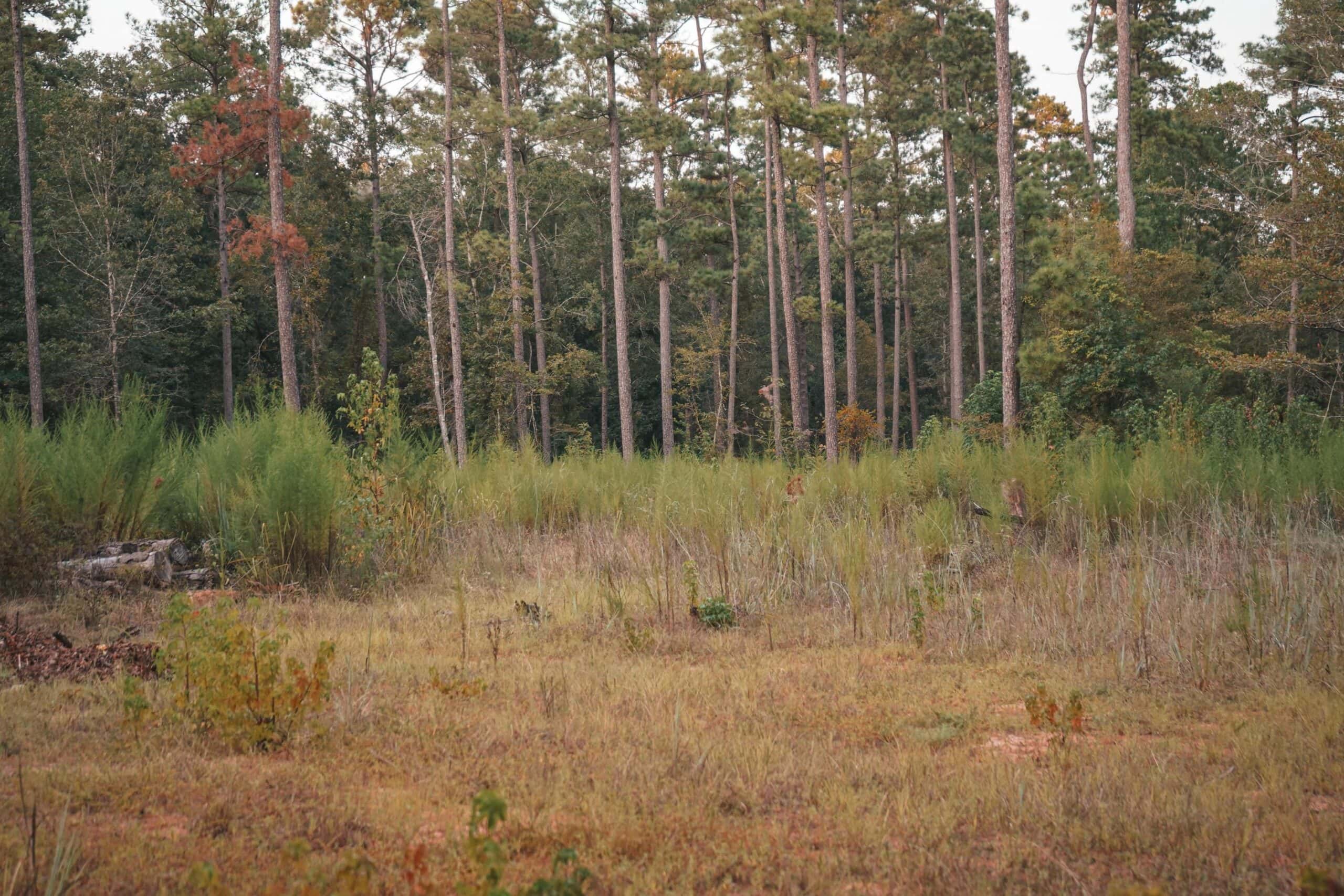 Affordable Union Parish Land for Sale