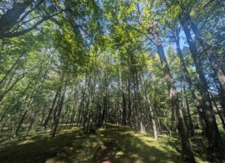 Hunting Land For Sale in Ogdensburg WI