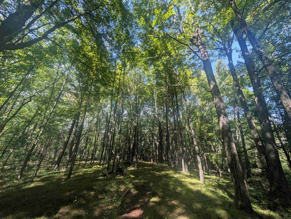 Hunting Land For Sale in Ogdensburg WI