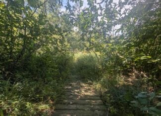 Hunting Land For Sale in Ogdensburg WI
