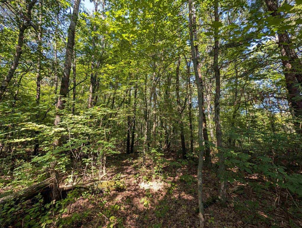 Hunting Land For Sale in Ogdensburg WI