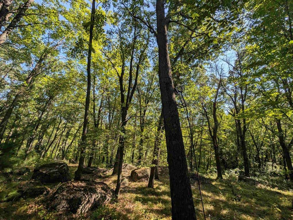 Hunting Land For Sale in Ogdensburg WI