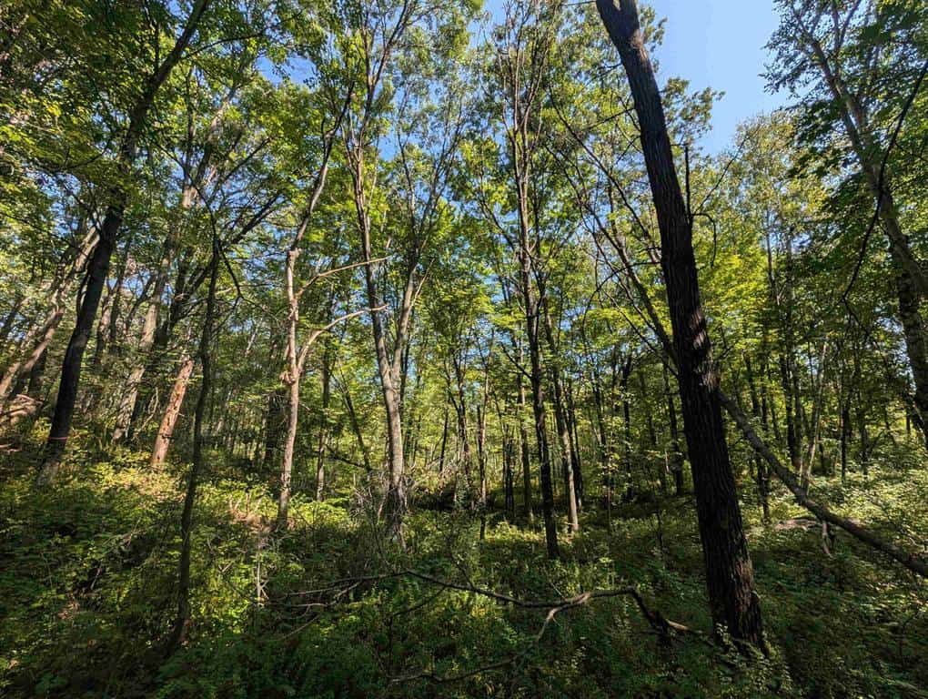 Hunting Land For Sale in Ogdensburg WI