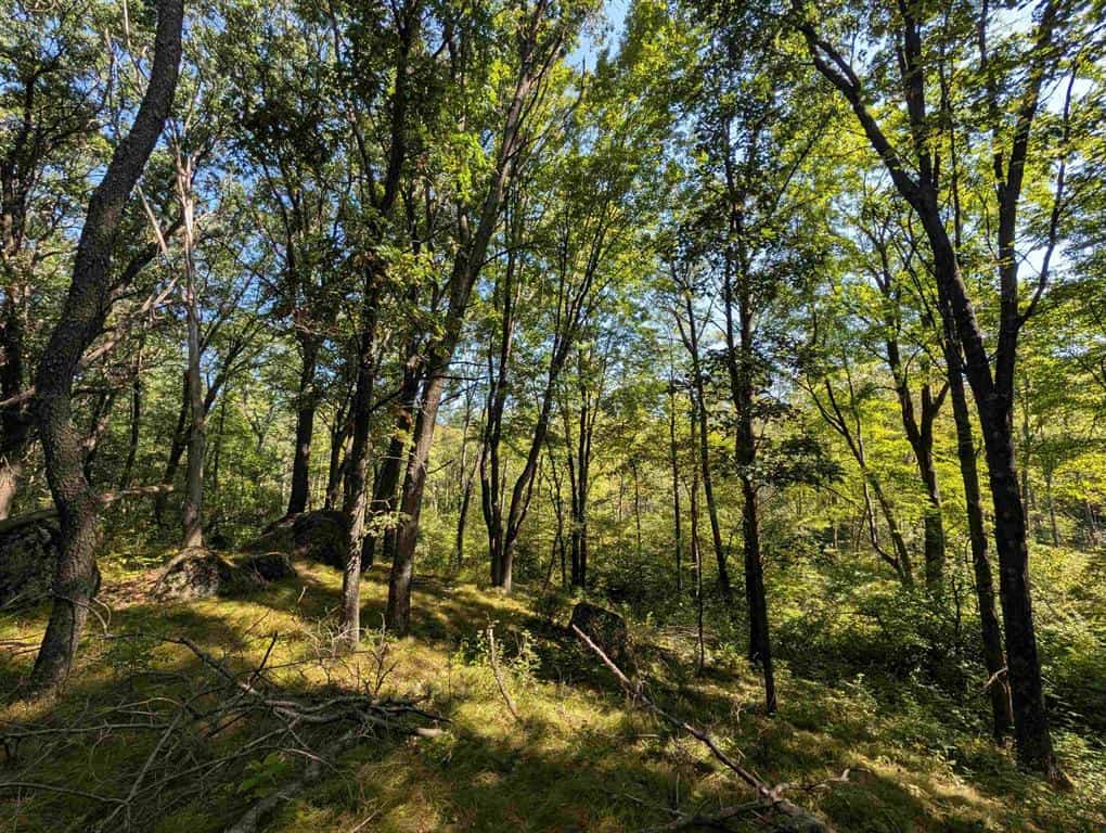 Hunting Land For Sale in Ogdensburg WI