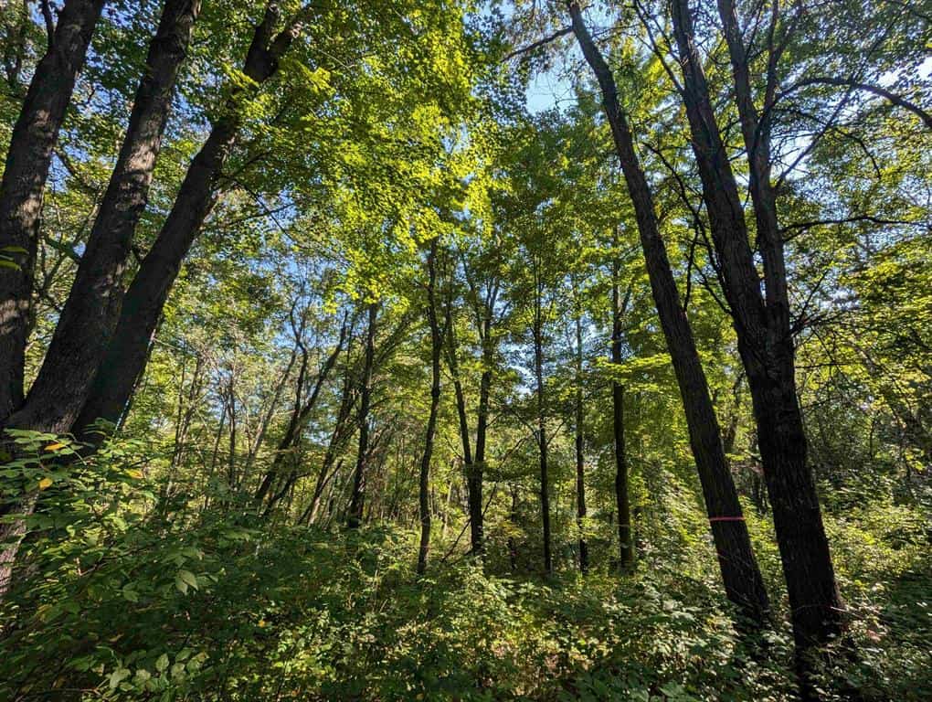 Hunting Land For Sale in Ogdensburg WI