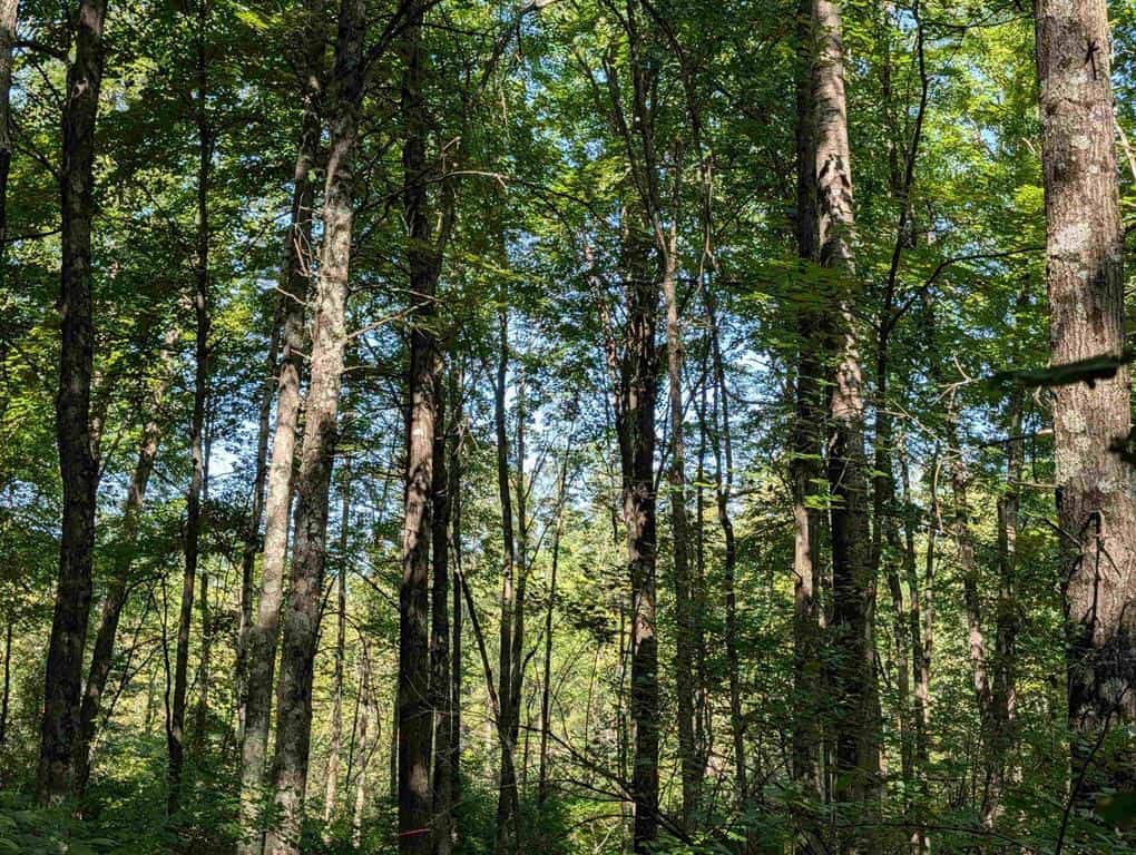 Hunting Land For Sale in Ogdensburg WI