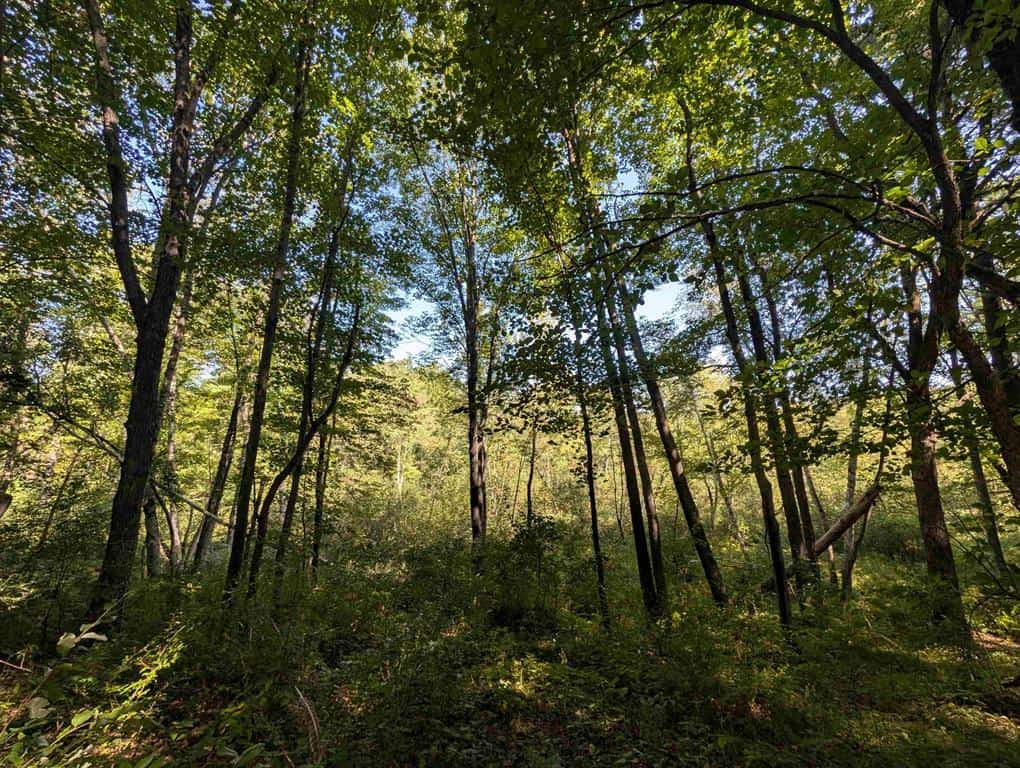 Hunting Land For Sale in Ogdensburg WI