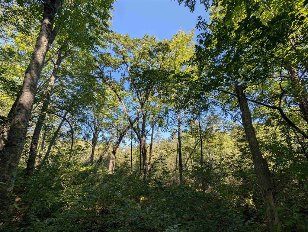 Hunting Land For Sale in Ogdensburg WI
