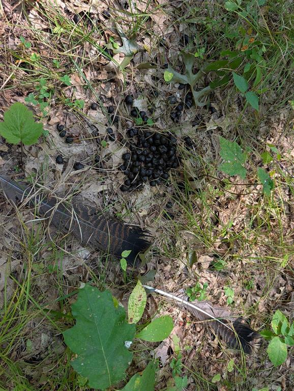 Hunting Land For Sale in Ogdensburg WI