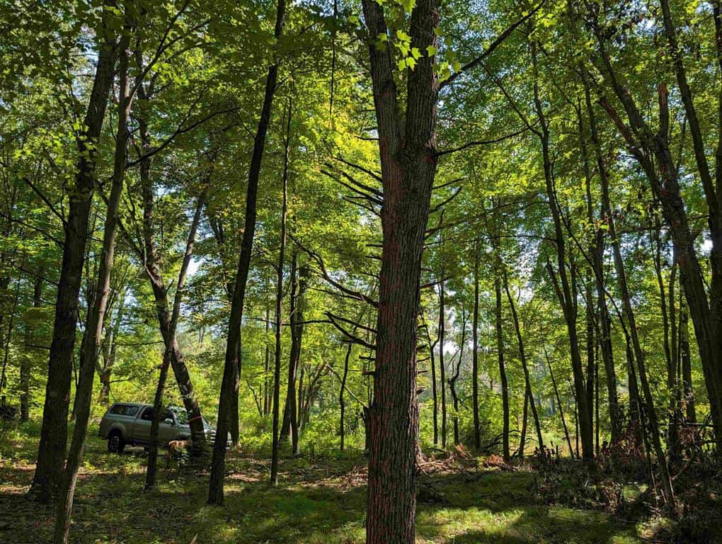 Hunting Land For Sale in Ogdensburg WI