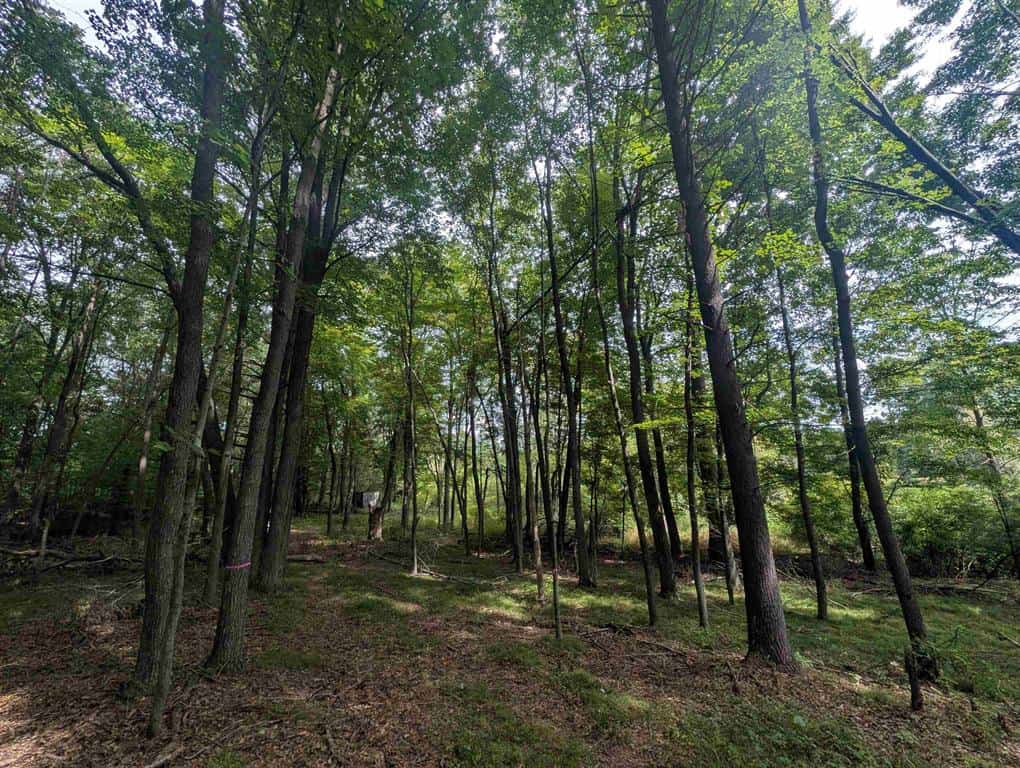 Hunting Land For Sale in Ogdensburg WI