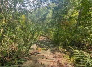 Hunting Land For Sale in Ogdensburg WI