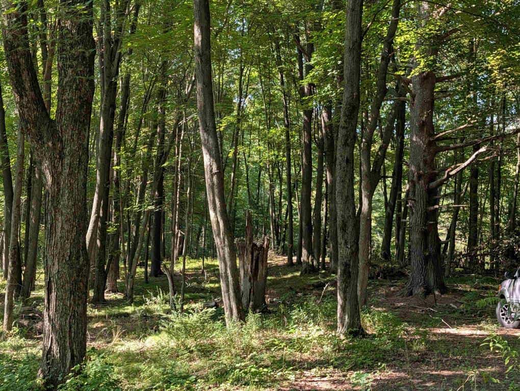 Hunting Land For Sale in Ogdensburg WI