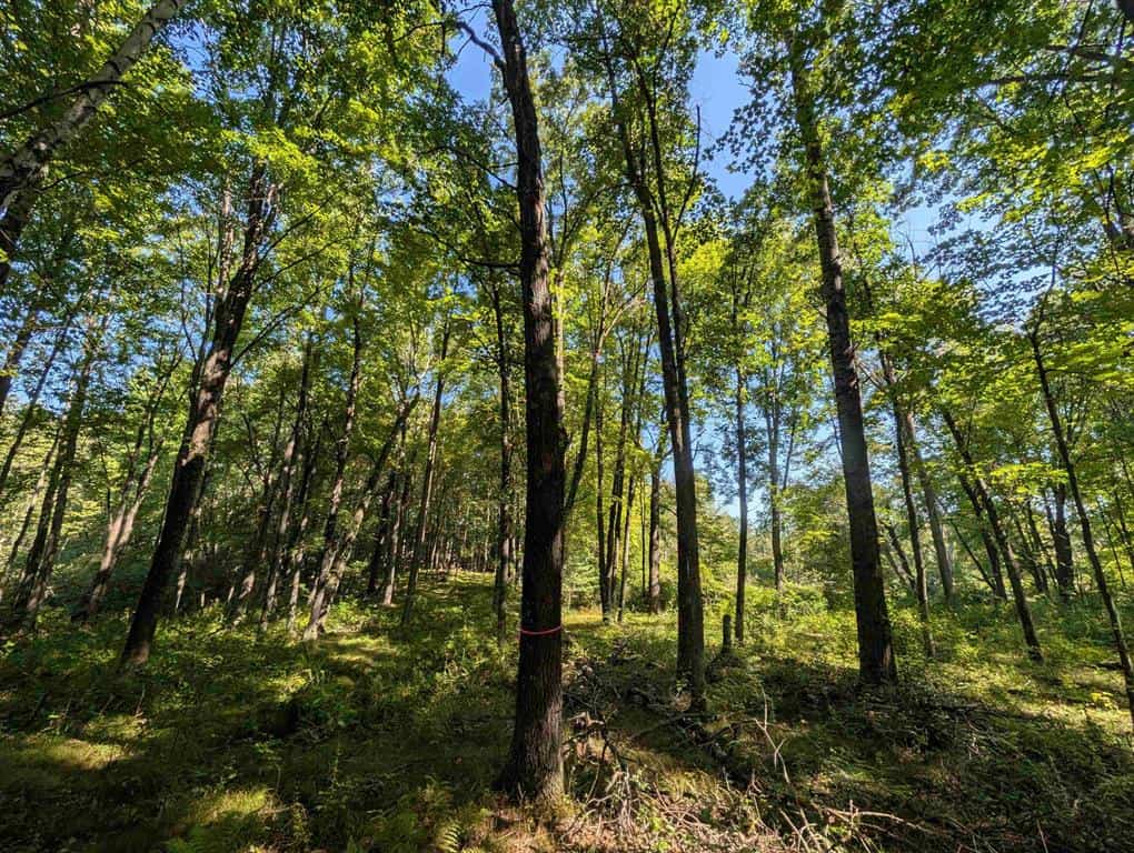Hunting Land For Sale in Ogdensburg WI
