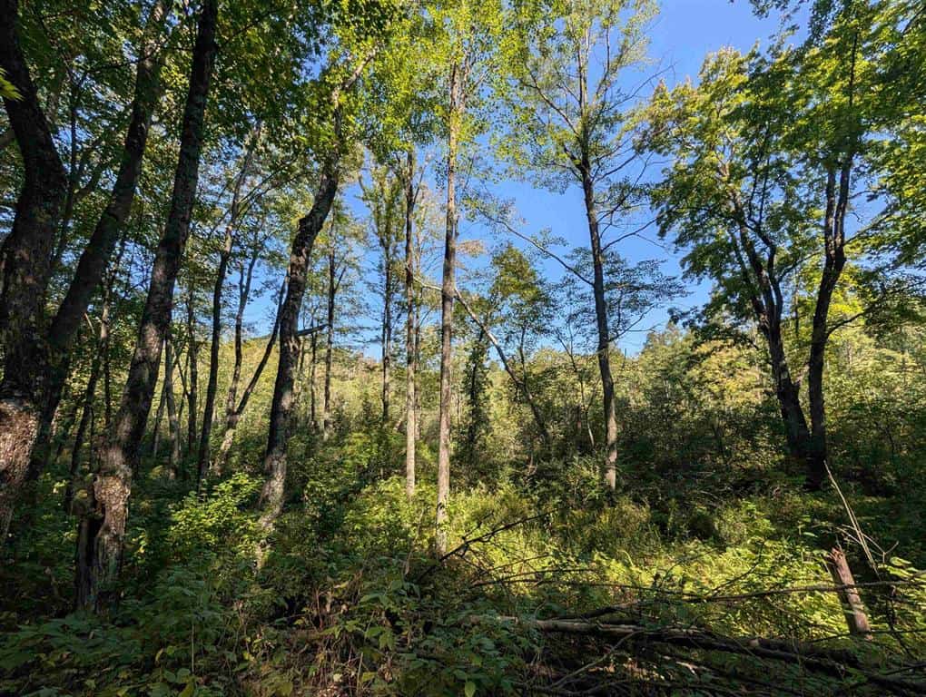 Hunting Land For Sale in Ogdensburg WI