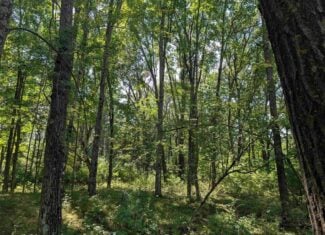 Hunting Land For Sale in Ogdensburg WI
