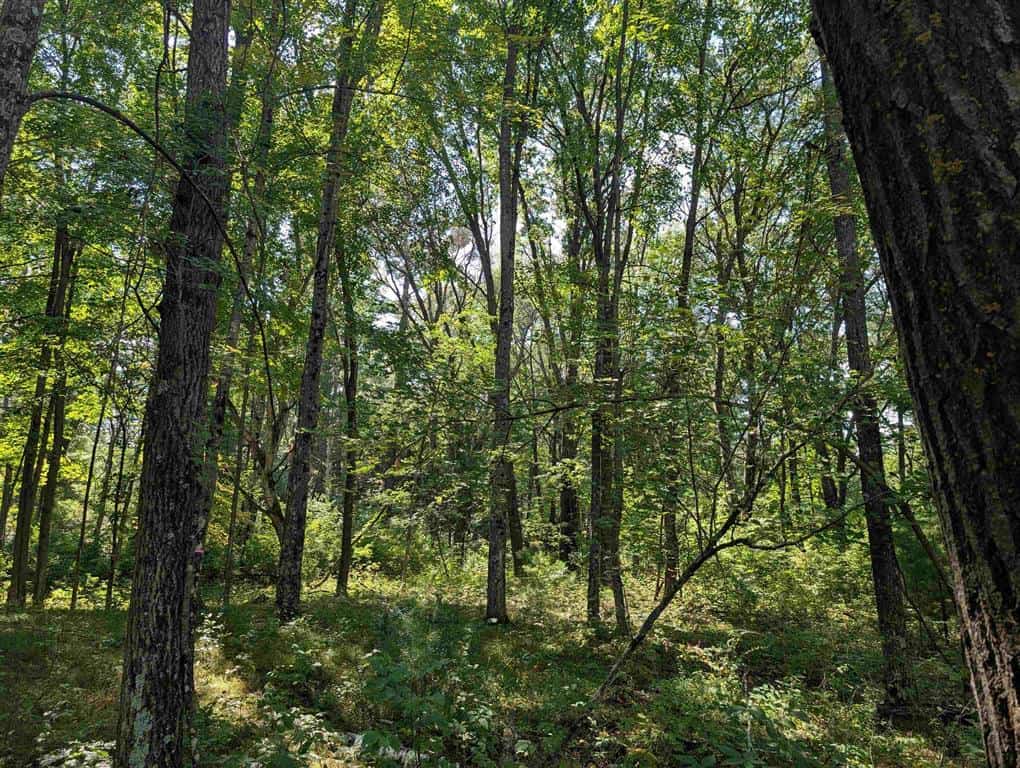 Hunting Land For Sale in Ogdensburg WI