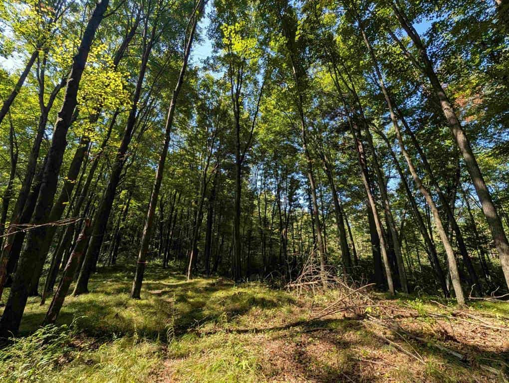 Hunting Land For Sale in Ogdensburg WI
