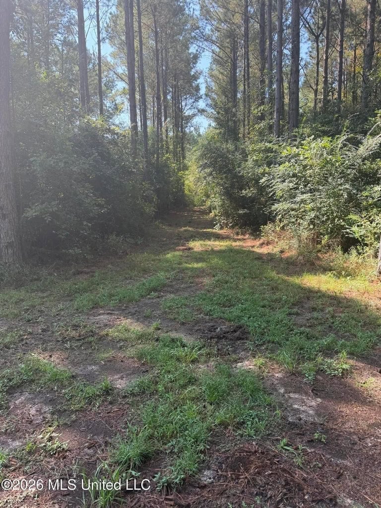 76 Acres of Hunting Land in Raleigh, MS, Smith County