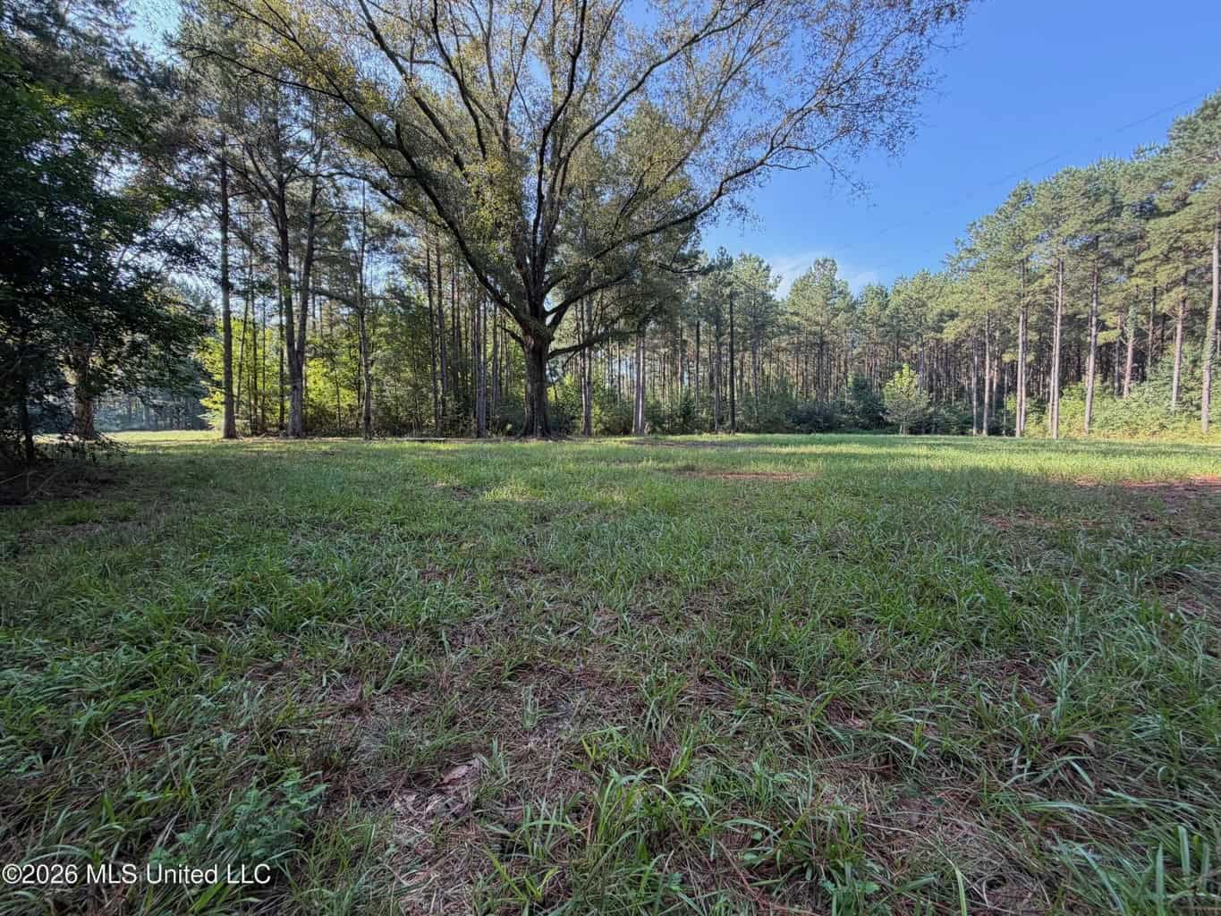 52 Acres Hunting & Timberland in Raleigh, MS
