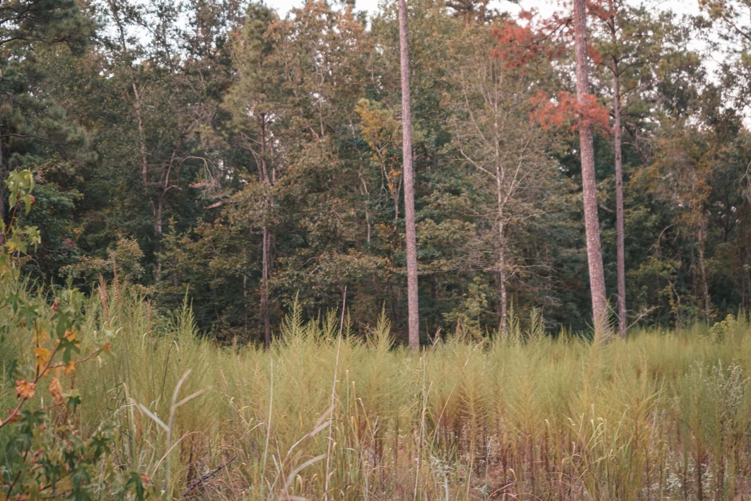 Affordable Union Parish Land for Sale