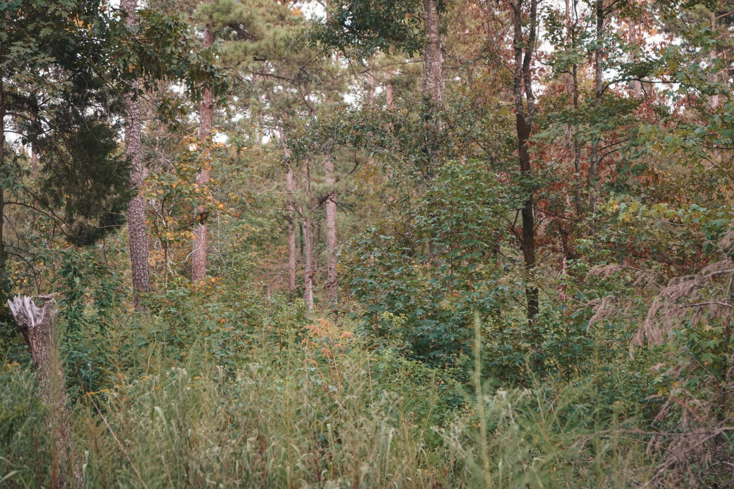 Affordable Union Parish Land for Sale