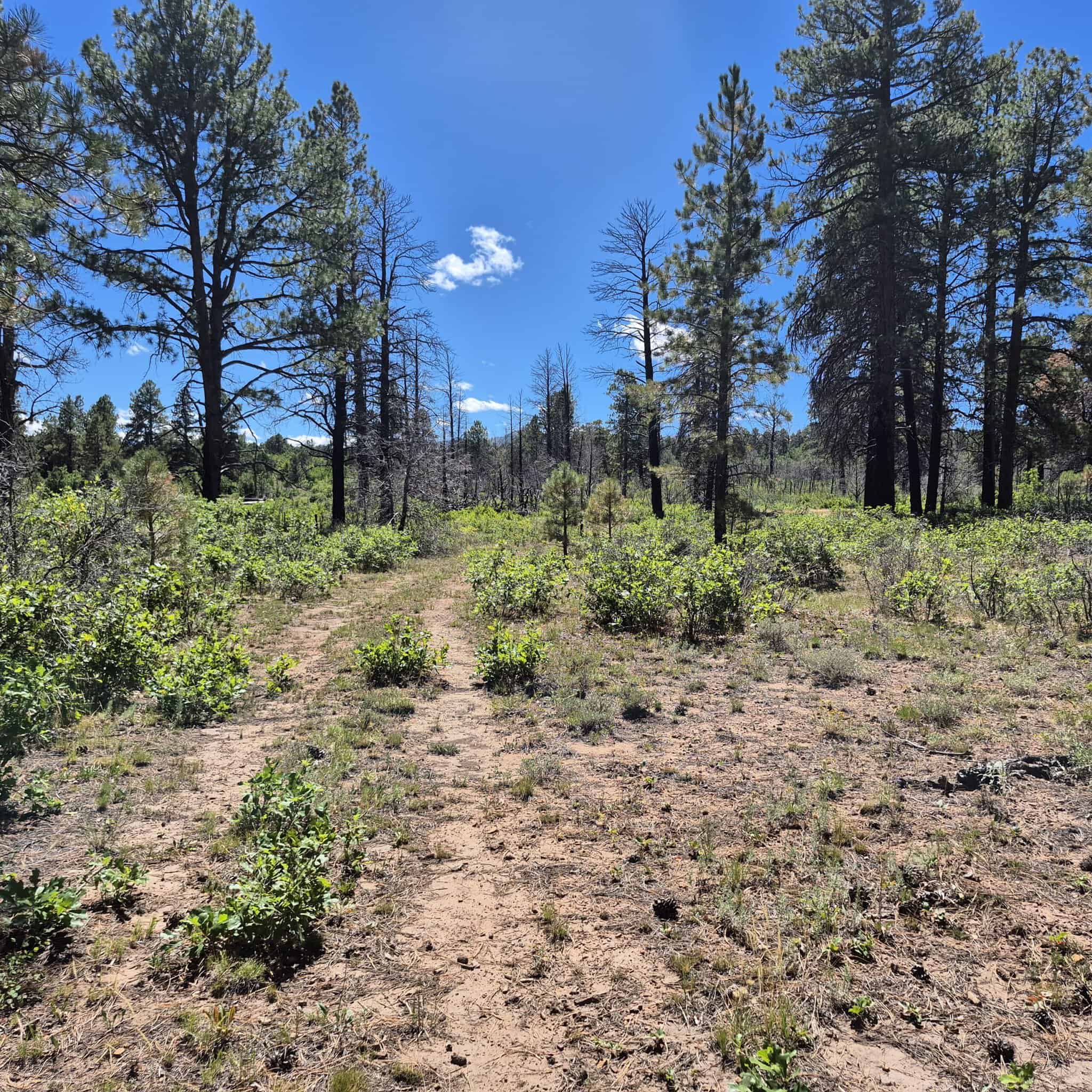 Colorado Hunting Land For Sale