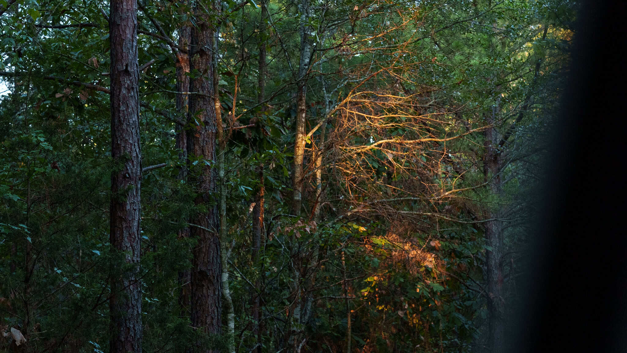 Tyler Texas Hunting Property for Sale 141 ± Acres East of Dallas