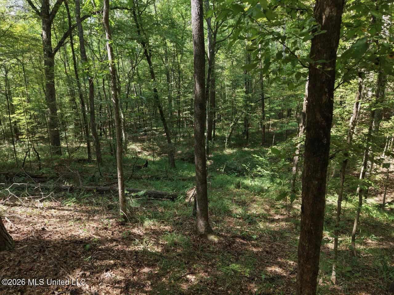 200± Acre Hunting Property in Jefferson County, MS