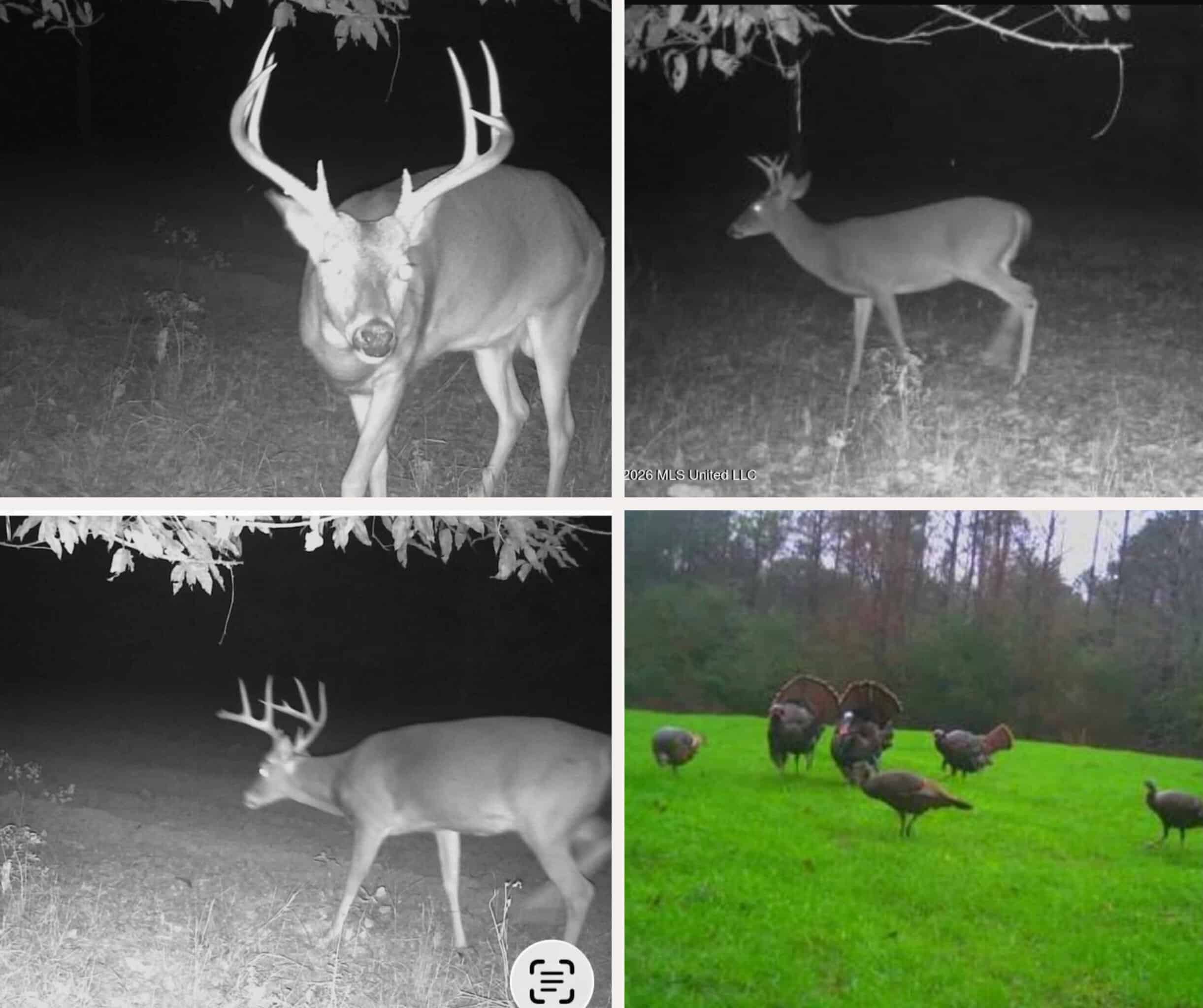 210+/- Acres and Cabin in Franklin County, MS