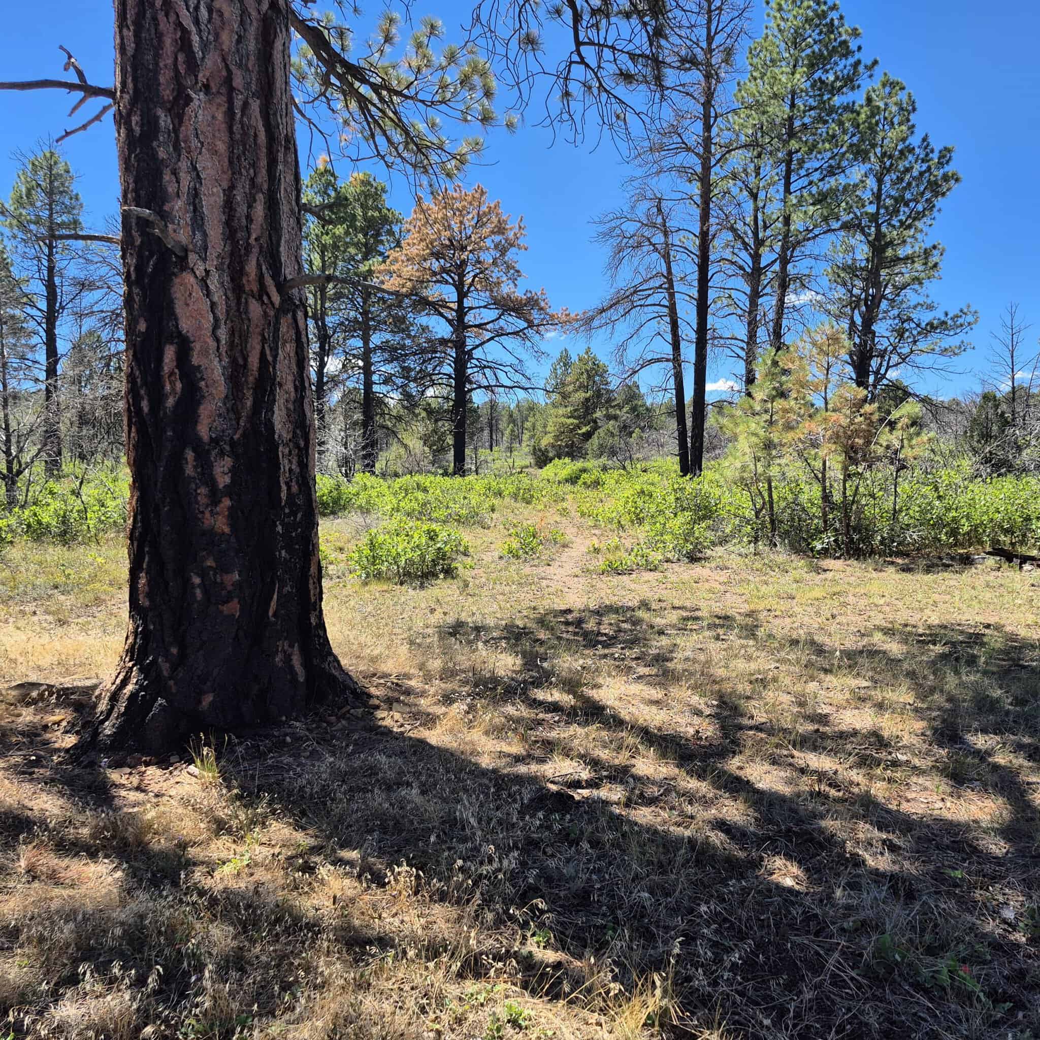 Colorado Hunting Land For Sale