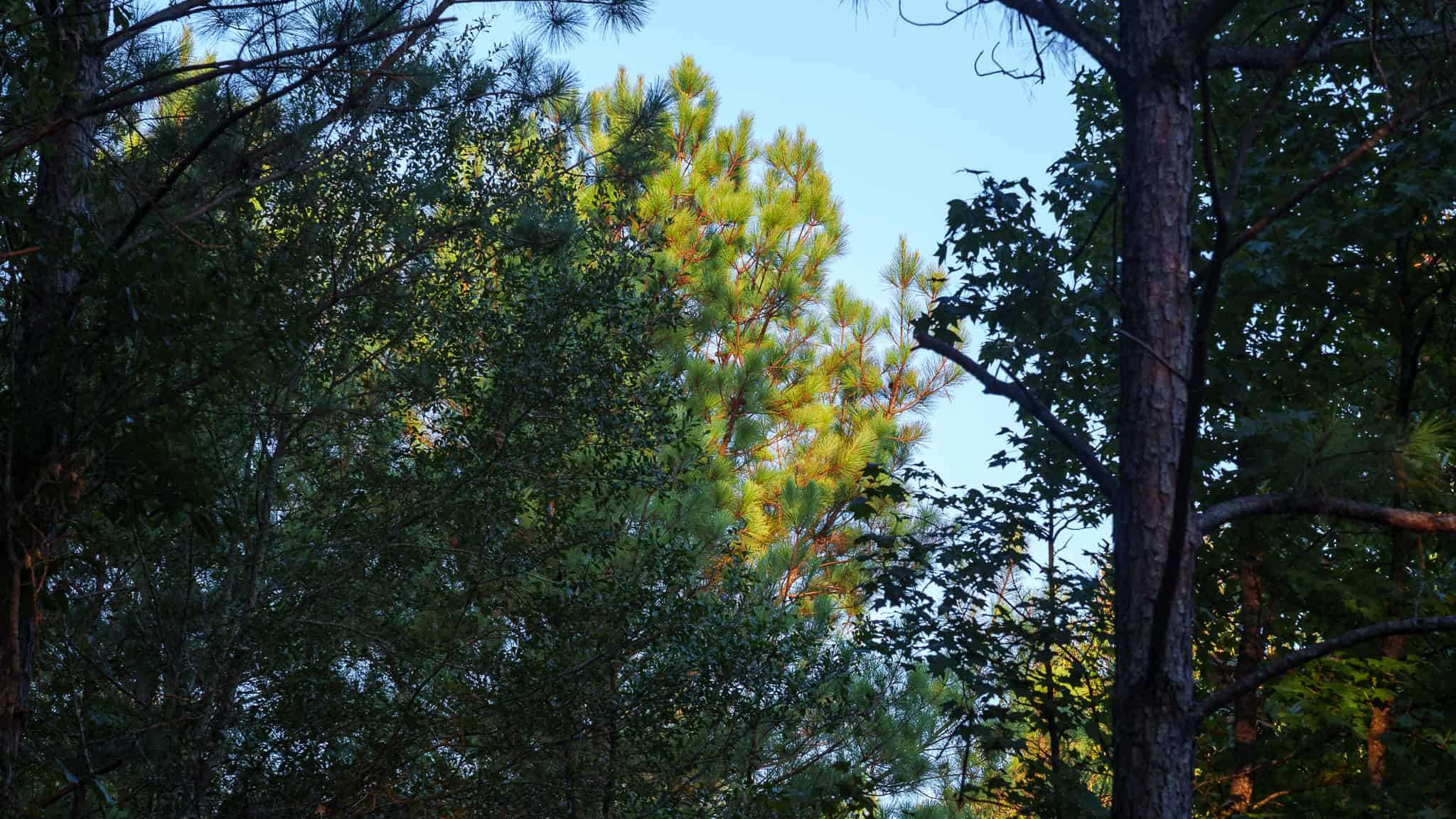 Tyler Texas Hunting Property for Sale 141 ± Acres East of Dallas