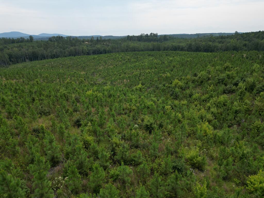 206+ Acres Bordering Tye River WMA – A Hunter’s Paradise