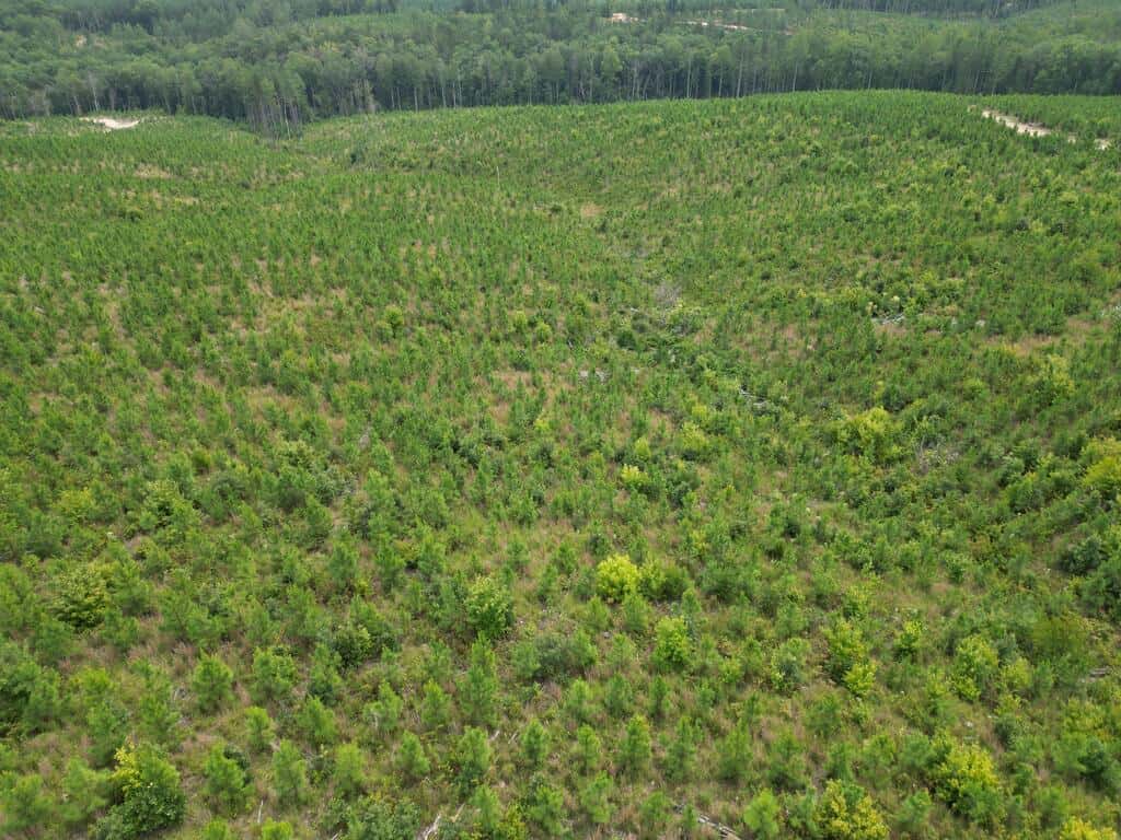 206+ Acres Bordering Tye River WMA – A Hunter’s Paradise