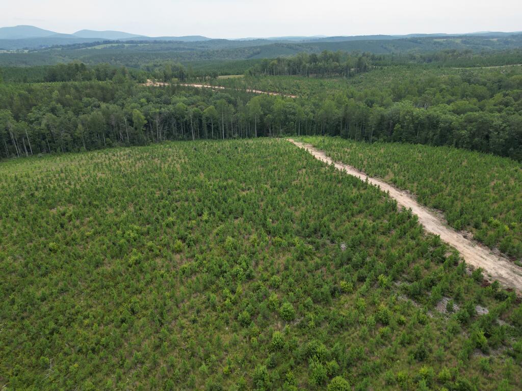 206+ Acres Bordering Tye River WMA – A Hunter’s Paradise