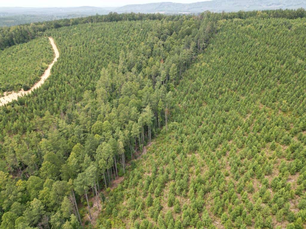 206+ Acres Bordering Tye River WMA – A Hunter’s Paradise