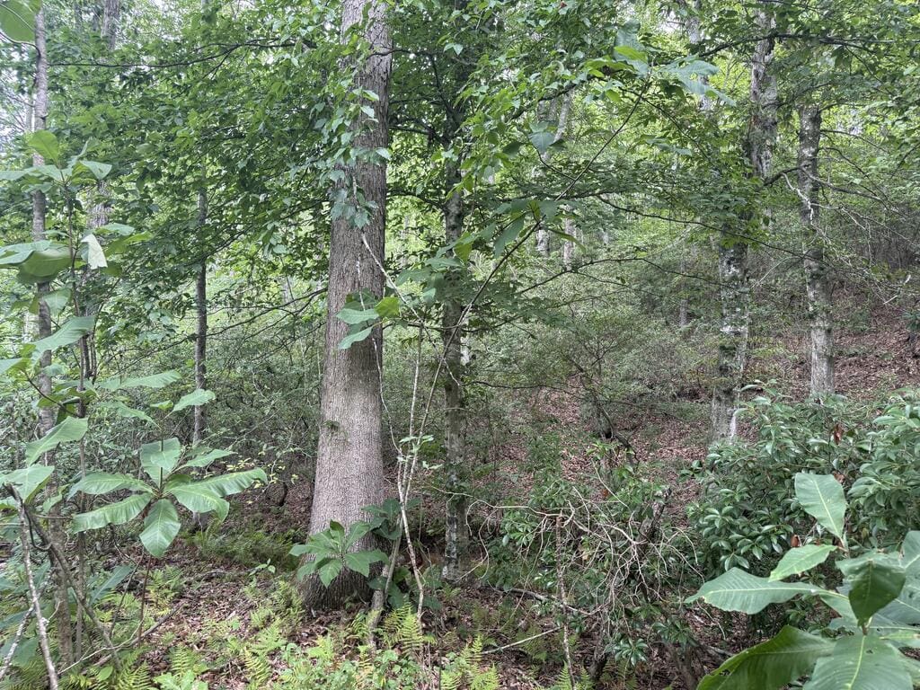 206+ Acres Bordering Tye River WMA – A Hunter’s Paradise