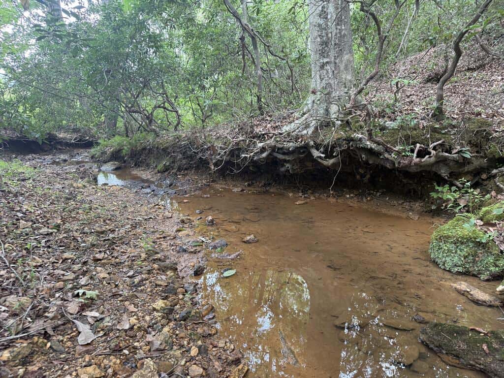 206+ Acres Bordering Tye River WMA – A Hunter’s Paradise