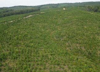 206+ Acres Bordering Tye River WMA – A Hunter’s Paradise