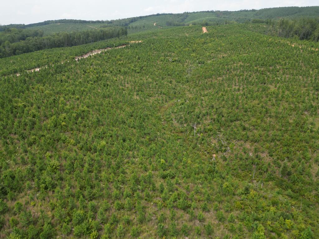 206+ Acres Bordering Tye River WMA – A Hunter’s Paradise
