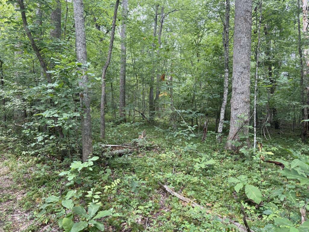 206+ Acres Bordering Tye River WMA – A Hunter’s Paradise