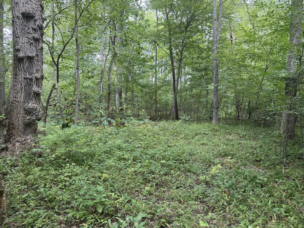 206+ Acres Bordering Tye River WMA – A Hunter’s Paradise